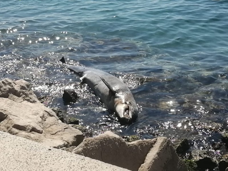 Encuentran delfín muerto en playas de Veracruz.