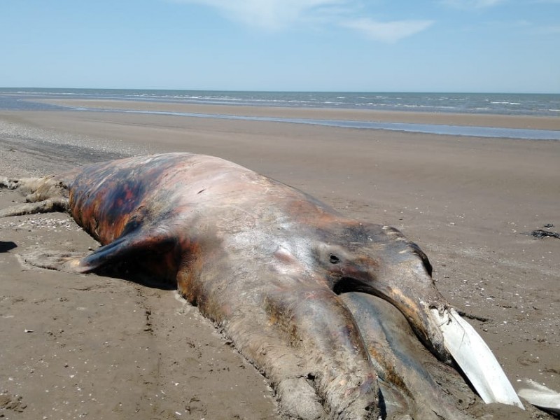 Encuentran dos ballenas gris en las Guásimas con desnutrición