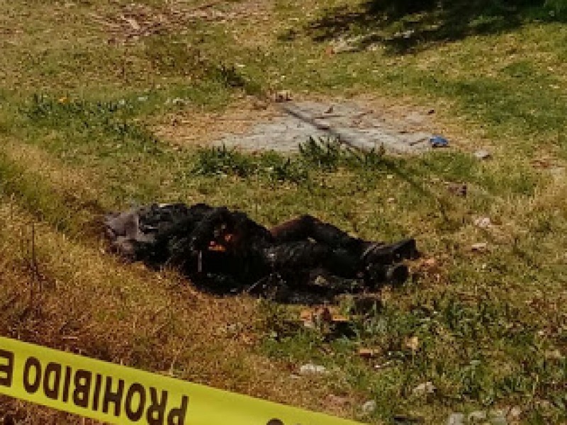 Encuentran dos cuerpos calcinados en El Arenal