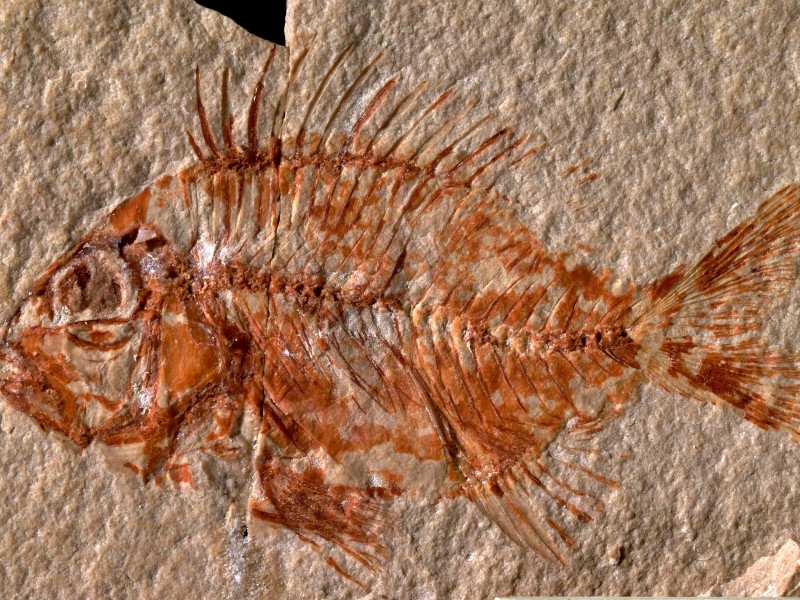 Encuentran en Chiapas pez de hace 95 millones de años