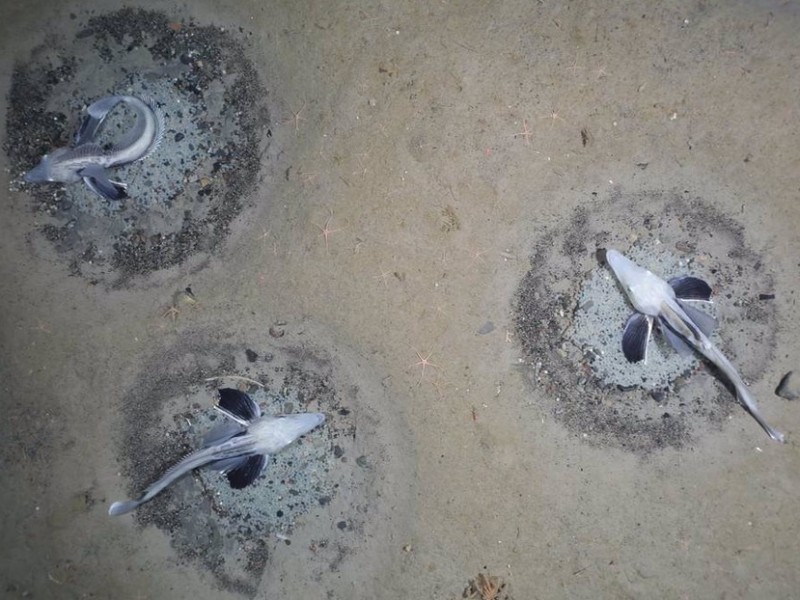 Encuentran en la Antártida mayor zona de cría de peces