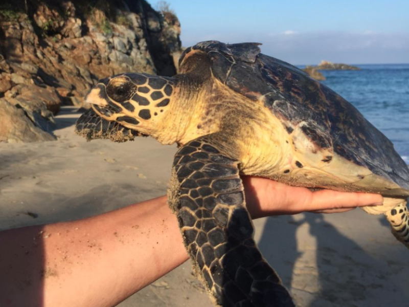 Rescatan en San Pancho espécimen de tortuga carey