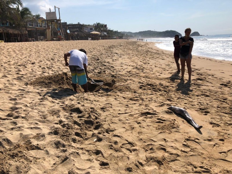 Encuentran especie marina muerta en Zipolite