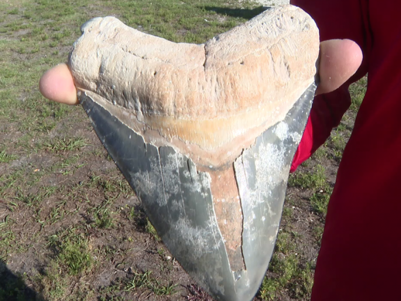Encuentran espectacular diente de megalodón en costas de Florida