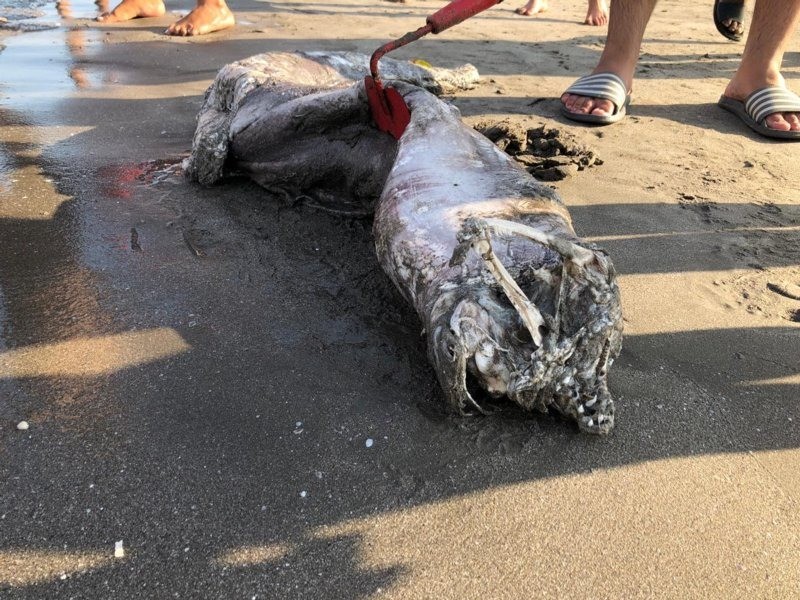 Encuentran extraña criatura en Mata de Uva, Alvarado