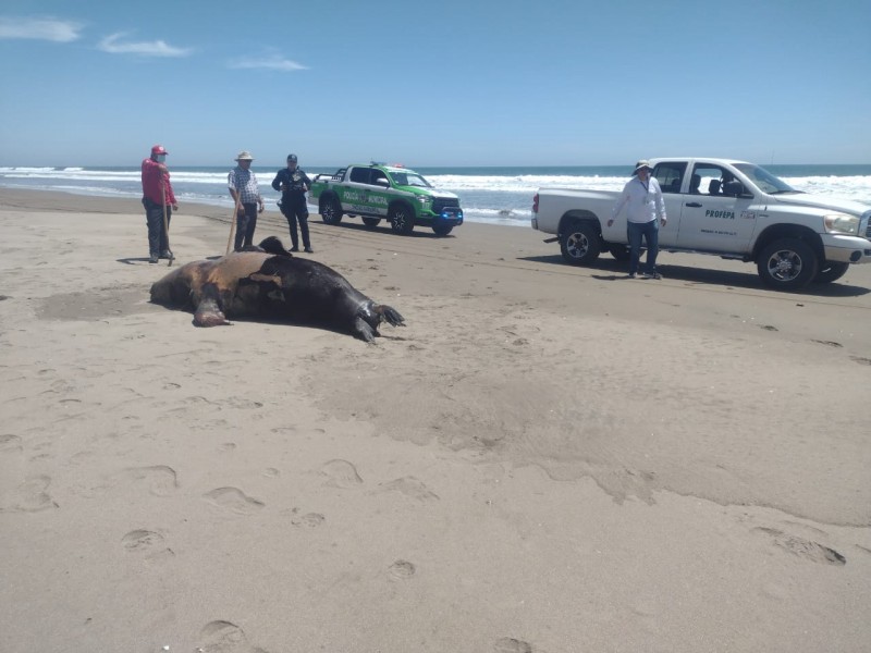 Encuentran lobos marinos y tortugas muertas en Bellavista
