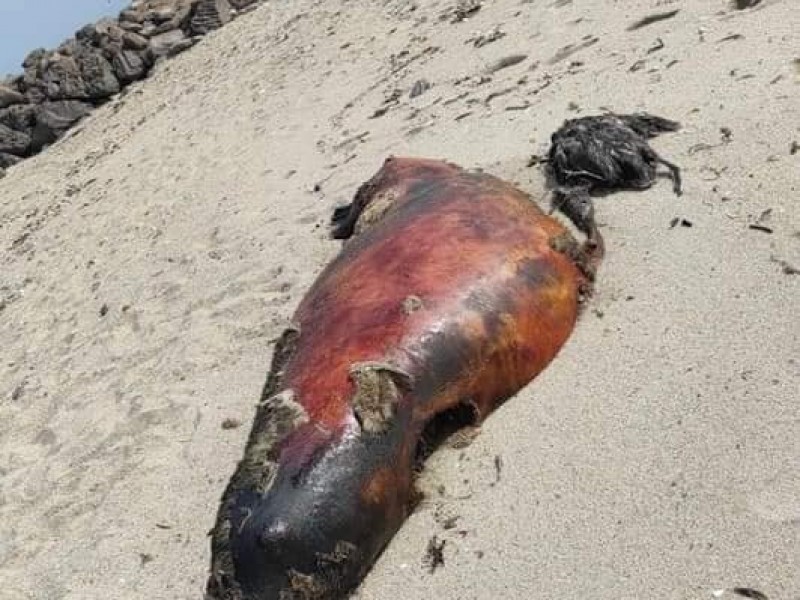 Encuentran más de 14 animales marinos muertos en Huatabampo
