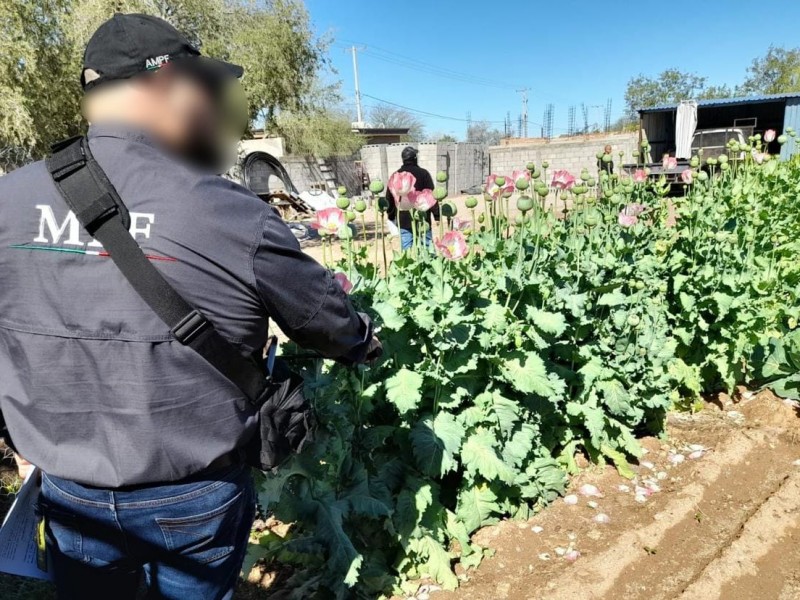 Encuentran plantío de amapola en casa de Altar