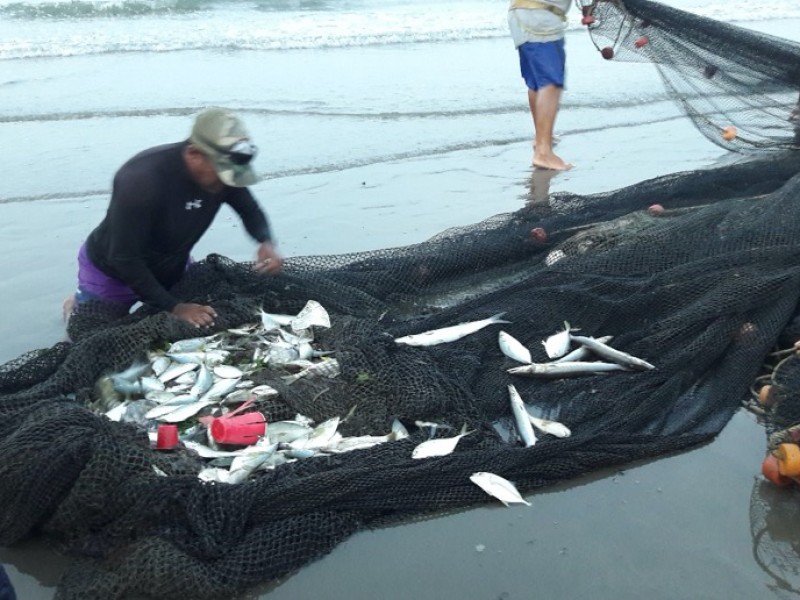 Encuentran plástico en peces capturados en Veracruz