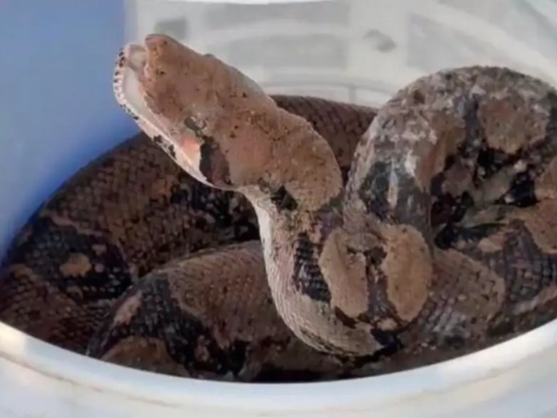 Encuentran serpiente de 2 metros en Boca del Río