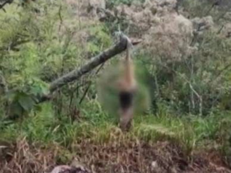 Encuentran sin vida a Oso Hormiguero, en Cuetzalan