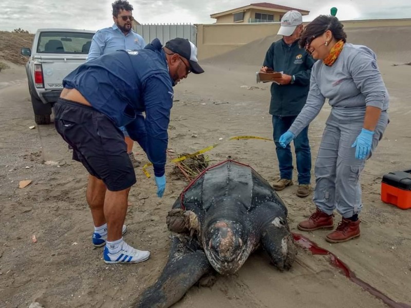 Encuentran tortuga laúd en playa de Alvarado