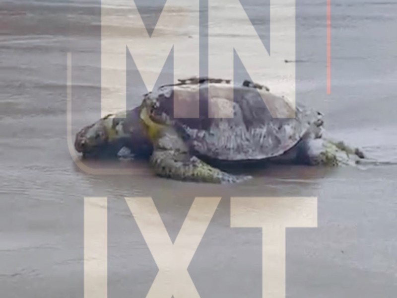 Encuentran tortuga marina muerta en playa La Ropa