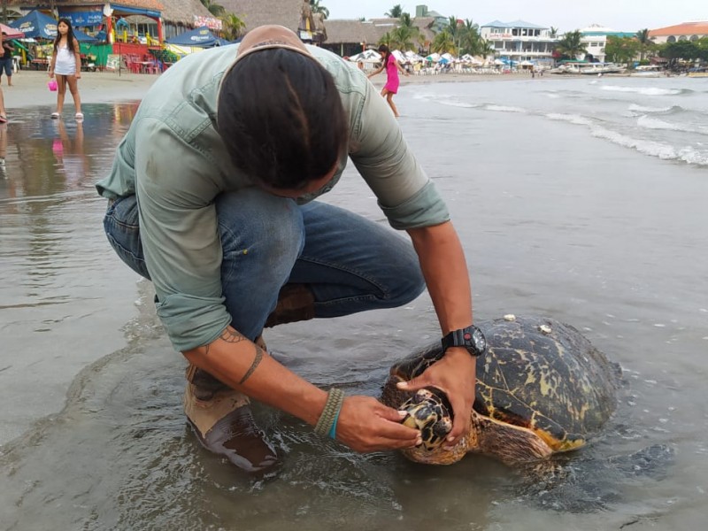 Encuentran tortuga muerta en playas de Villa del Mar.