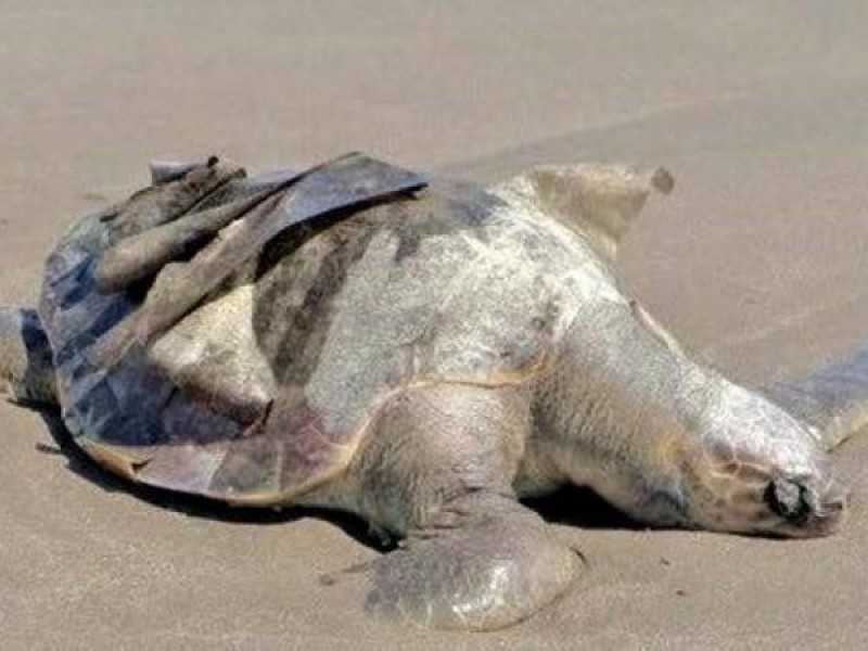 Encuentran tortugas producto de la caza humana en Guaymas