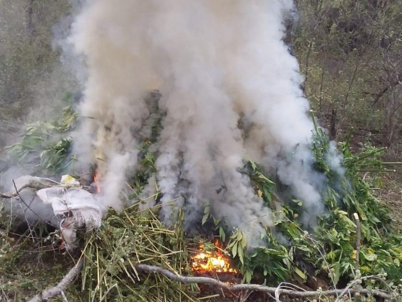 Encuentran y destruyen plantío de mariguana en Álamos