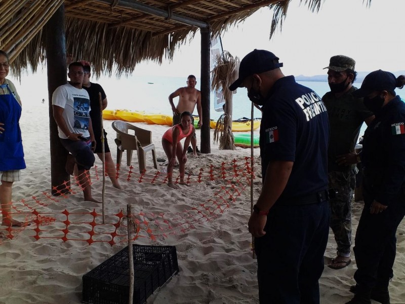 Encuentran y protegen a nido de tortugas en El Tecolote