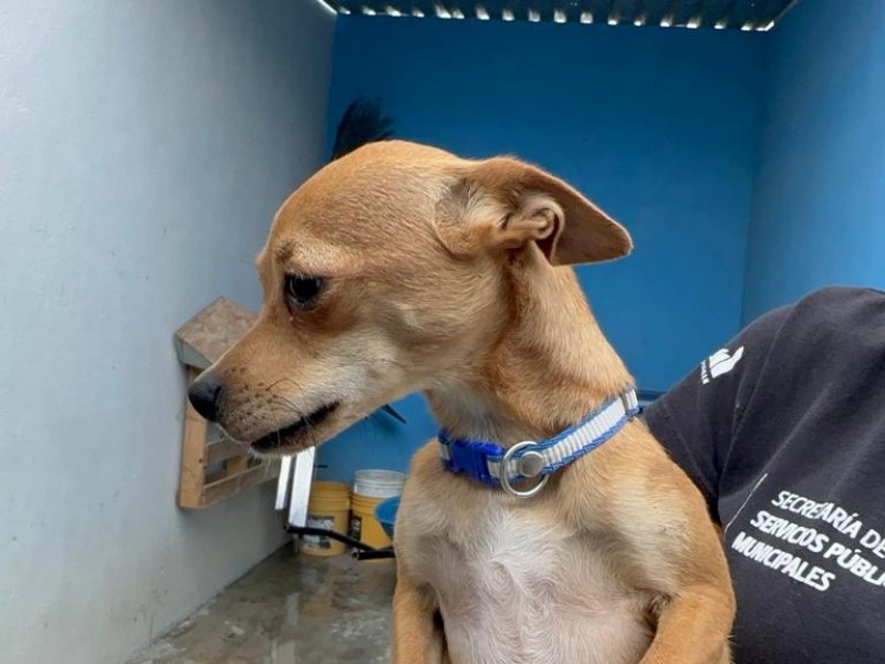 Endurecen sanciones por venta clandestina de mascotas