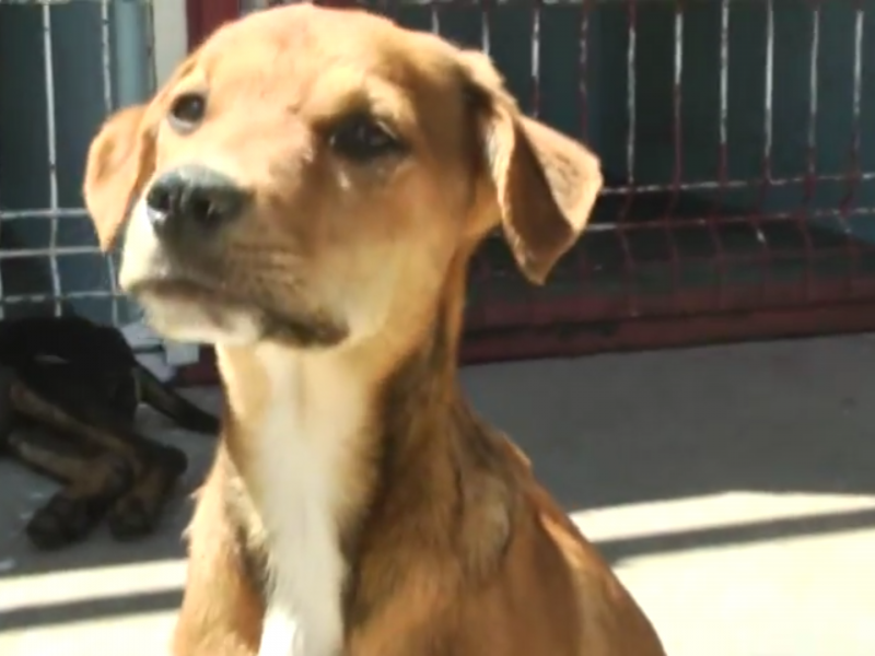 Enfermedades más comunes en las mascotas