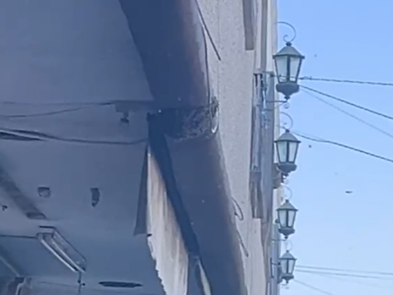 Enjambre de abejas alarma a comerciantes y visitantes del Mercajeme