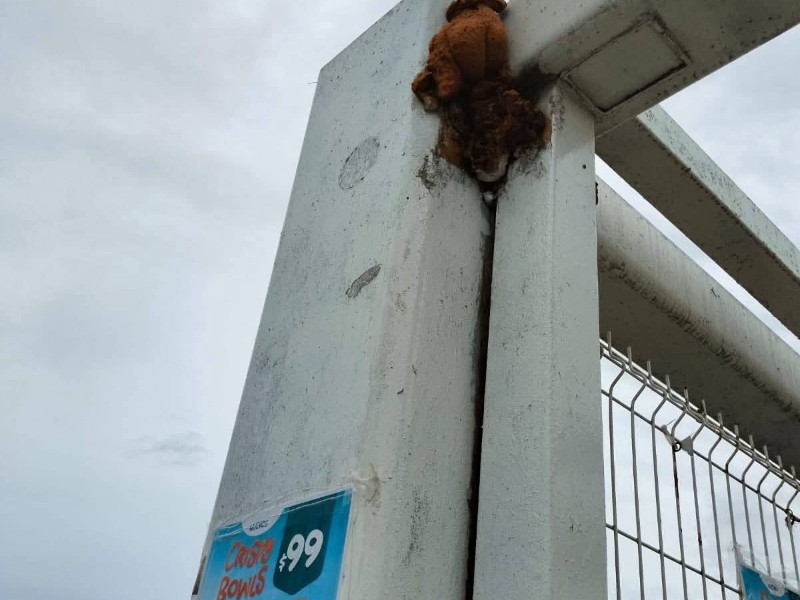 Enjambre de abejas en puente peatonal ataca a 8 personas