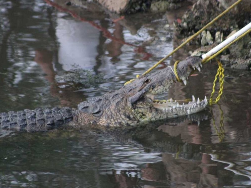 Enorme cocodrilo mata a mujer en Tamaulipas