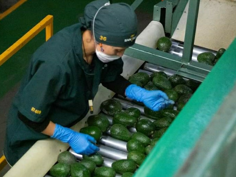 Entablan diálogo con EEUU para reactivar exportación de aguacate michoacano