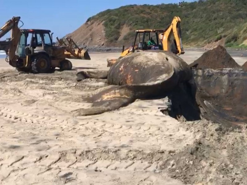 Entierran ballena jorobada varada en playas de Petatlán