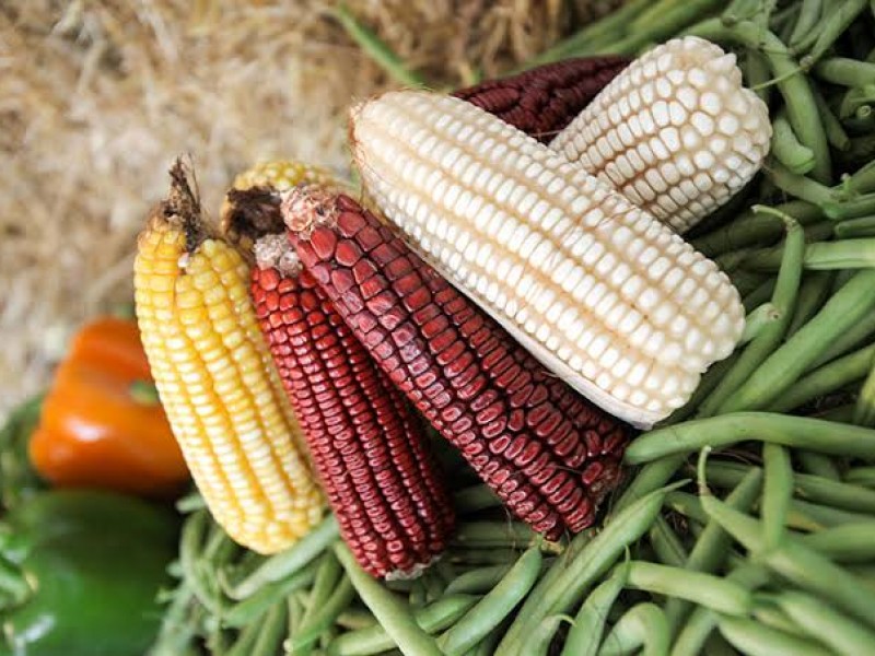 Entra Nayarit en convenio de mejoramiento de semilla de maíz
