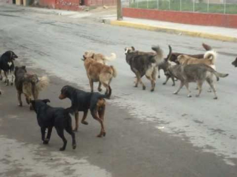 Entran por cantidad excesiva de perros en Altepexi