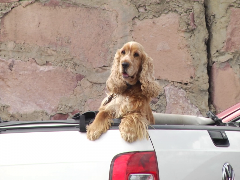 Entrará en vigor multas por abandono canino