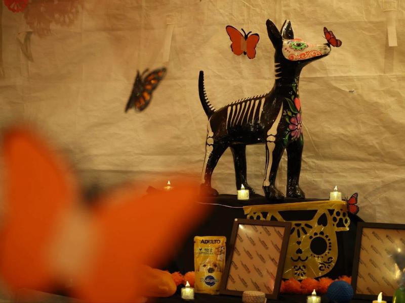 Entre Huellas y Cempasúchil”: Morelia honra a los animales