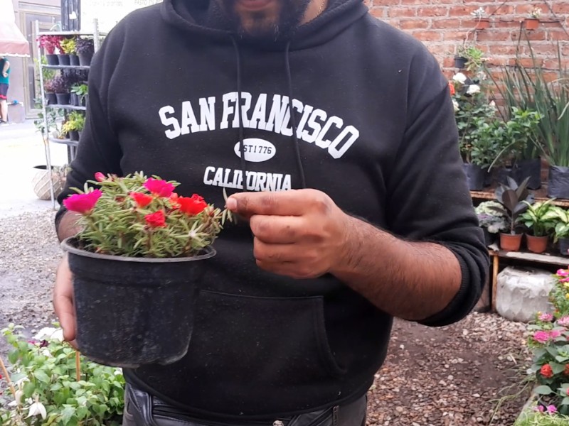 Entre macetas y tierra fresca, florece el Vivero Guadalupe