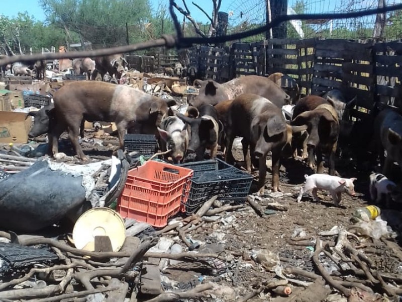 Entre puercos viven en Villas de Guadalupe