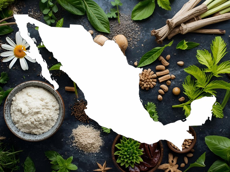 Entre raíces y flores: la herbolaria mexicana que sigue sanando