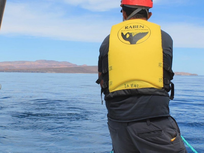 Entre redes rescatan a ballena jorobada en La Paz