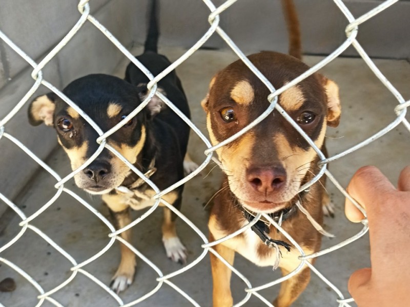 Entrega CCA perritos esterilizados