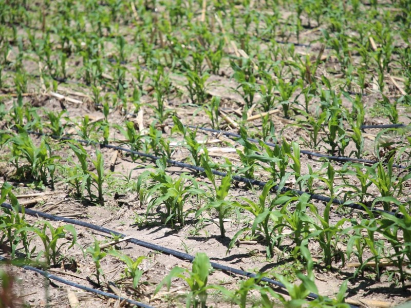 Entrega SEDEA sistemas de riego en Tequisquiapan