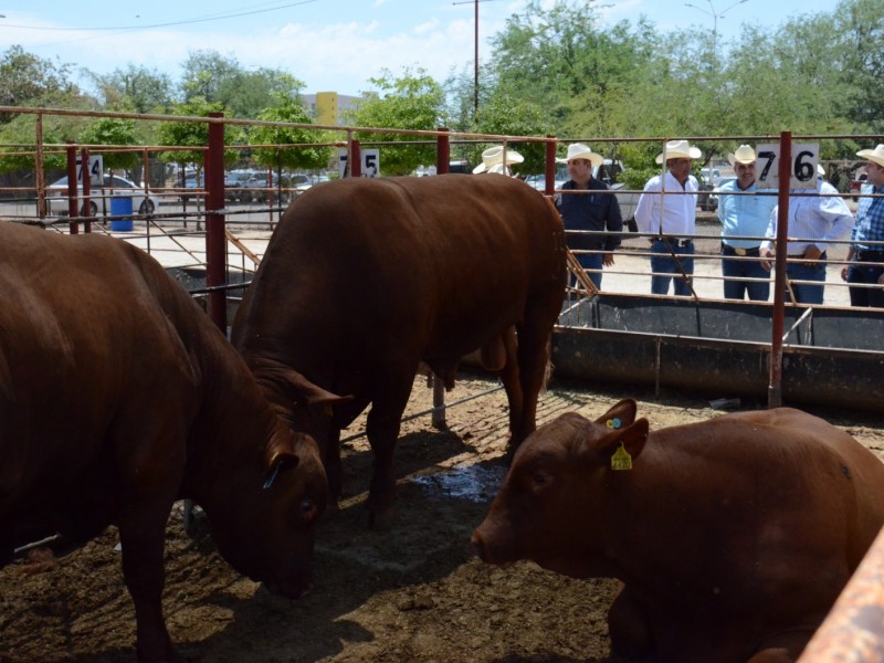 Entregan 150 toros a ganaderos en Sonora