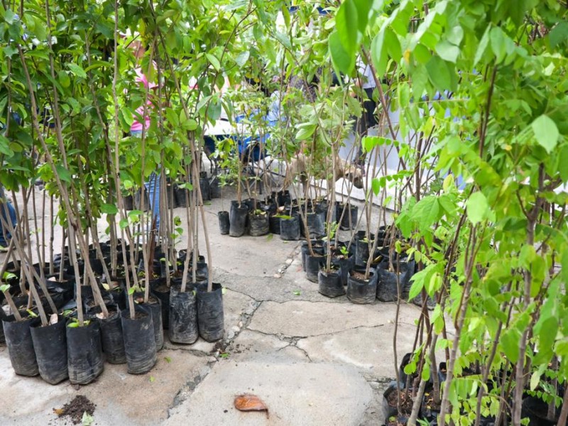 Entregan 450 árboles frutales y maderables a habitantes de Manzanillo