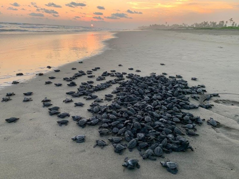 Entregan apoyos económicos a campamentos tortugueros