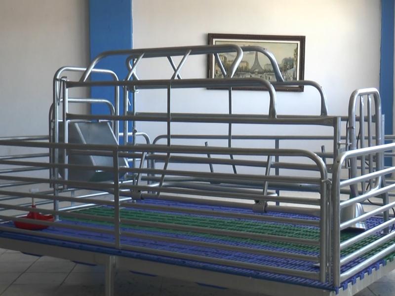 Entregan apoyos por 1.4 millones de pesos a porcicultores de León