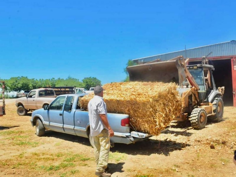 Entregan pacas a ganaderos de Choix