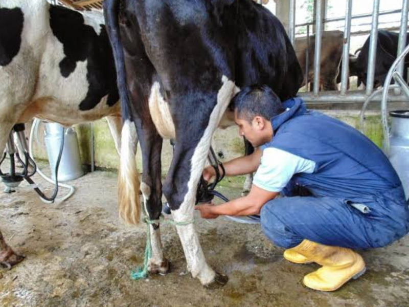 Entregan proyectos ganaderos sin intermediarios