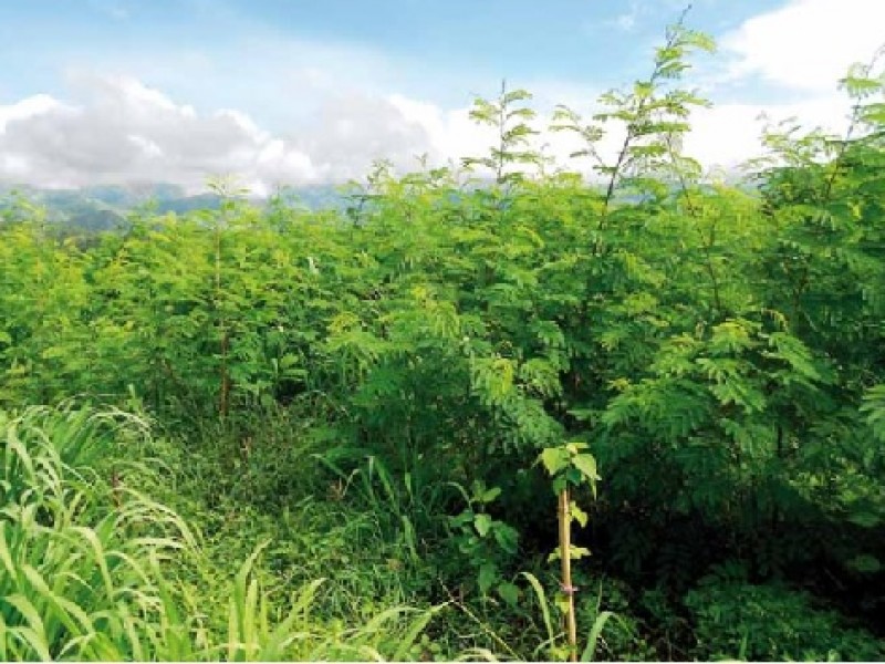Entregarán plantas de Leucaena en Tuxpan