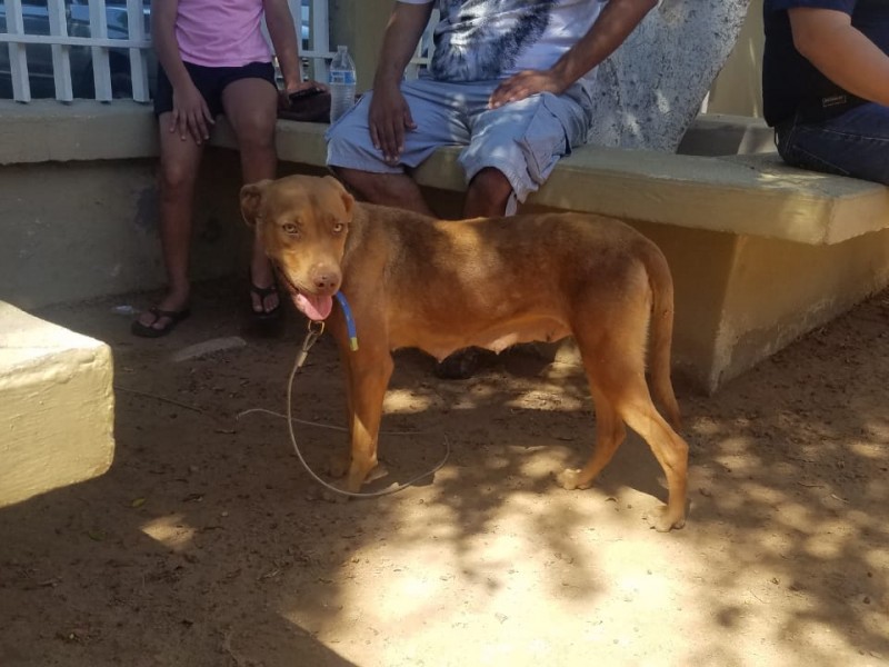 Envenenamiento de animales domesticos ocurren en la ciudad