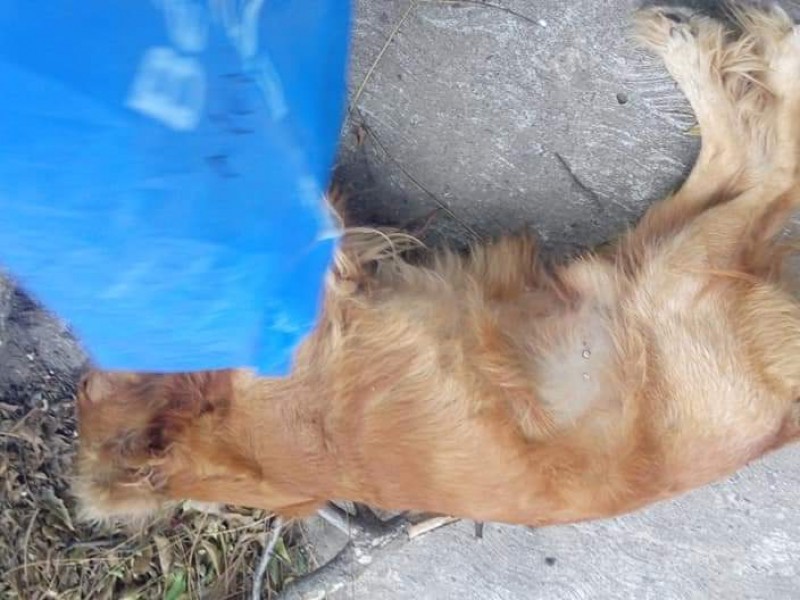 Envenenamiento de mascotas en Laguna Real