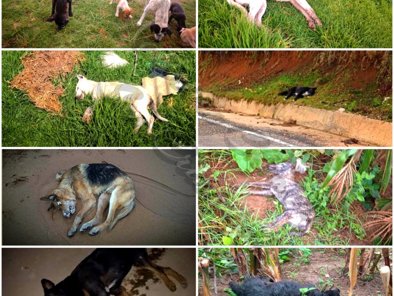Envenenamiento masivo de perros y borregos en San Juan Chamula