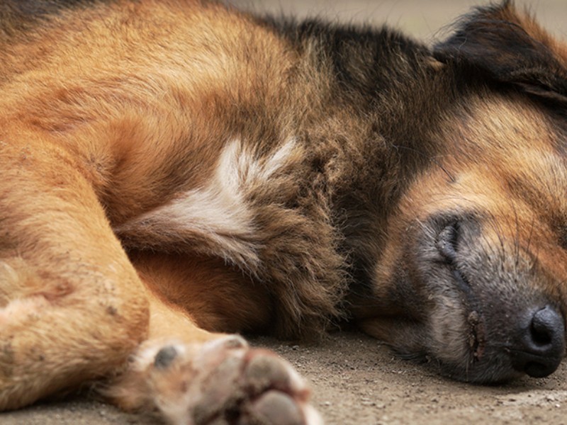 Envenenamientos animal en incremento en Michoacán
