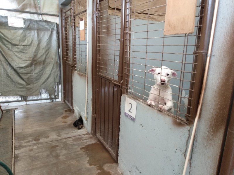 Envenenamientos masivos a perros reflejo de la inconsciencia